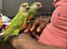 Baby Handreared Senegal (Poicephalus) parrot birds