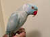Friendly Cuddly Super Tame Sky Blue Male Ringneck Parrot