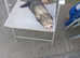 Intact male ferret hob needs new home