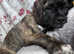 Make and female mastiff