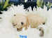 Gorgeous Himalayan Persian kittens