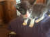 Mixed kittens