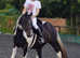 Ex Racer Standardbred