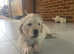 Golden Retriever Puppies for Sale Ready for the new home from 19 September