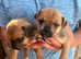 Jug puppies