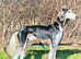 First cross saluki greyhound's