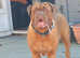 Dogue de Bordeaux pair