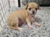 Chihuahua puppies