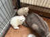 Last little white fluffy Persian x kitten ready now