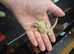 Baby bearded dragons