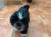 Lhasa apso Shih tzu