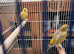 Pair of Canaries, cage and food - Male and Female