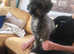 Bob is beautiful toy poodle male for sale