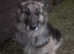 Beautiful K.C. Reg. German Shepherd Puppies