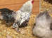 Sablepoot booted bantam rooster