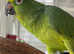 Yellow Headed Amazon Parrot for sale