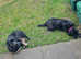 Crossbreed labrador mix