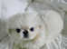 Stunning high quality white Pekingese puppies