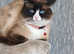 Ragdoll kittens