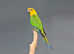 Jenday Conure,18