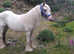 12.2 gypsy cob child's pony