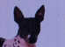 American hairless terriors requires a new home