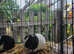 Guinea pigs