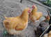 Buff orpington