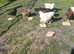 Females pullets chickens