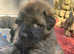 Leonberger KC reg puppies