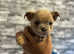 2 puppies ready now female