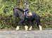 Outstanding 15.2/3H 5Yo Irish Cob Mare