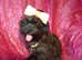 ***Micro Tiny Exquisite F1 Maltese x Toy Poodle Maltipoo Boy Puppies**