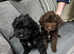 Gorgeous Springapoo Sproodle puppies for sale