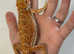 MALE Red blue bar bearded dragon