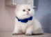 British longhair, blue eyes, registed kittens