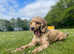 Rosie the Cockapoo (please read)
