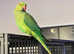 Talking baby Indian ringnick parrot