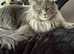Mainecoon x