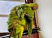 Stunning baby Indian ringnick parrot