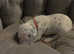 beautiful KC registered litter of Dalmations