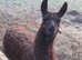 Female and male llamas