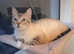 Snow bengal x ragdoll