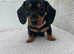 mini smooth hair dachshunds