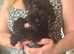 Reduced Miniature schnauzer/ poodle READY