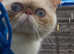 Exotic Persian *please read*