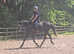 Handsome steel grey 15.3hh irish type gelding