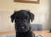 Lakeland terrier puppies for sale