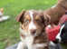 Beautiful KC Border Collie Puppies