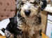Foodle - Fox terrier x Miniature Puddle